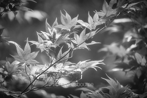V19DM6  Japanese Acer