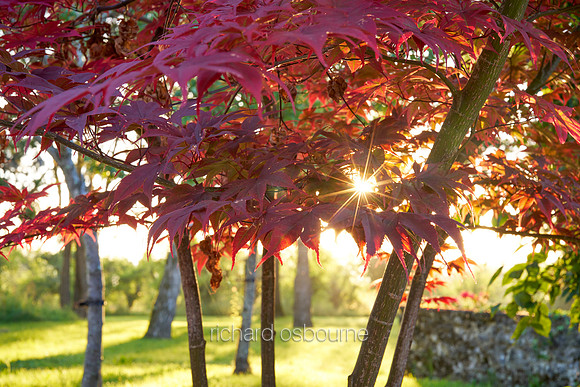 V19BL2  Japanese Maple, Acer Palmatum