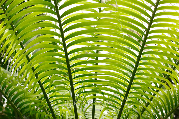 V5D23  Lepidozamia hopei