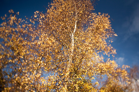 V4F3 Silver Birch