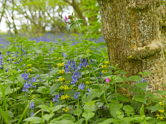 V8W13  Bluebells, Yellow Archangels and Red Campion Wildflowers, NWT Wayland Wood, Norfolk, UK