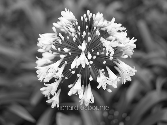 V8DM2  Allium