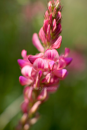 V3W16 Sainfoin II
