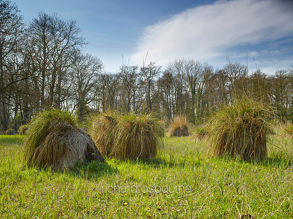 Spring, NWT Upton Broad and Marshes, Norfolk Broads, UK