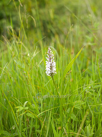 Common Spotted Orchid, NWT Foxley Wood, Norfolk, UK