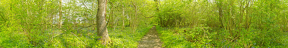 P3F32  NWT Wayland Wood, Norfolk, UK