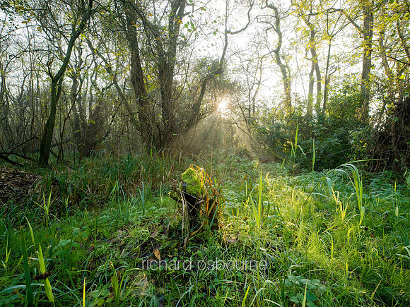 V5N54  Winter, Upton Broad and Marshes, Norfolk, UK