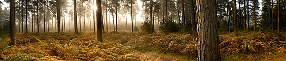 P1F10 Forest Dawn I