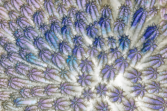 V19A3  Euphorbia Cactus Abstract