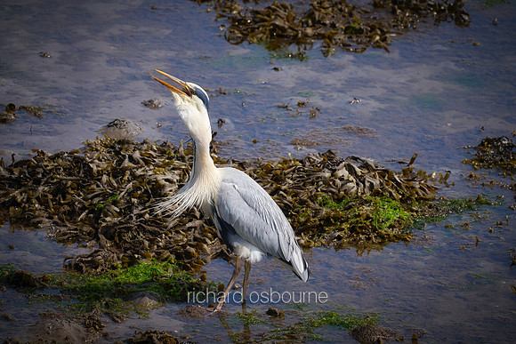 V20AN4  Grey Heron Fishing, Strangford Lough, County Down, Northern Ireland