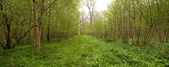 P2F6 Lower Wood Ashwellthorpe, Norfolk