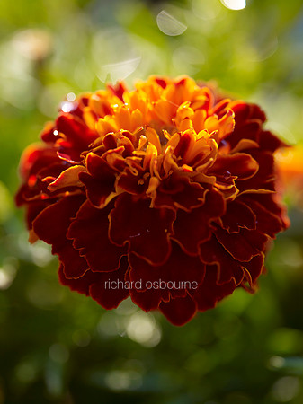 V8FL24  French Marigolds