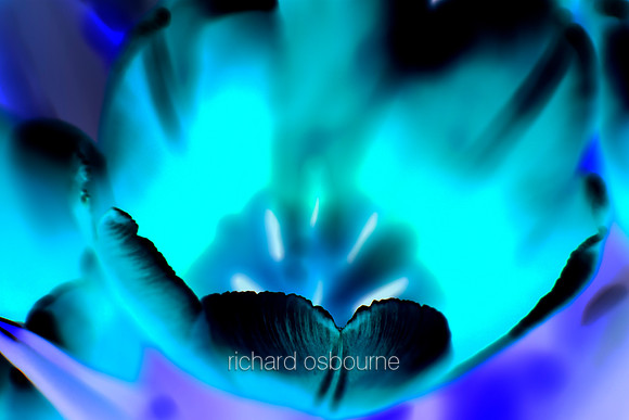 V4A5  Tulip
