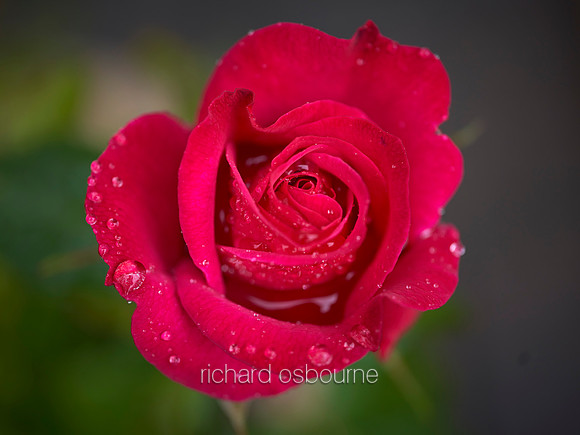 V12FL2  Red Rose After Rain