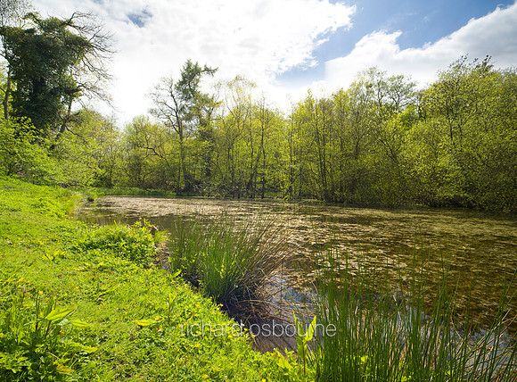 V4N24 Thursford Wood IX, Norfolk