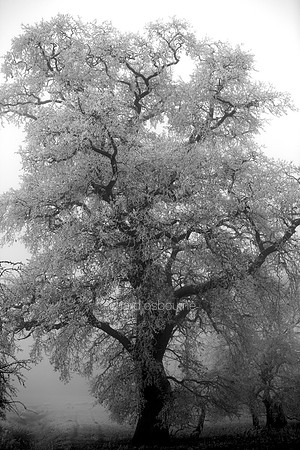 L1MT10 Winter Oak