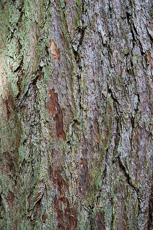 V8BG14  Douglas Fir, Perthshire, Scotland