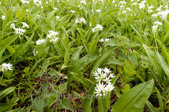 V4W9 Ramsons, Lower Wood Ashwellthorpe, Norfolk