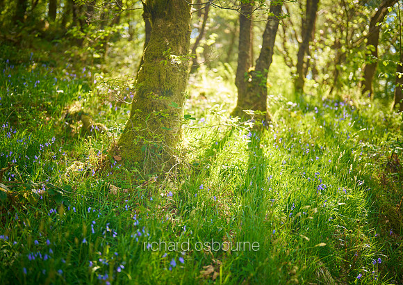 V20F3  Garwnant Forest Park, Brecon Beacons National Park, Wales, UK