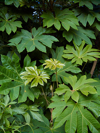 V6D1  East Ruston Old Vicarage Gardens, Norfolk, UK
