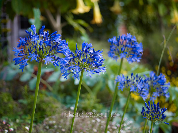V6FL1  Alliums