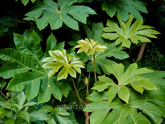 V6G6  East Ruston Old Vicarage Gardens, Norfolk, UK