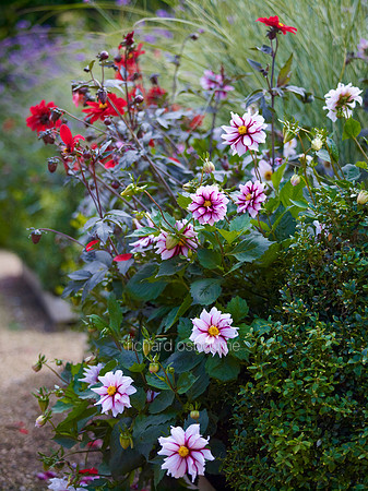 V6FL2  Dahlias