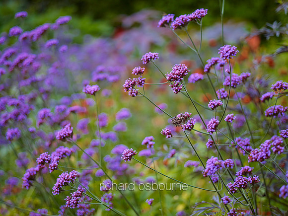 V6FL3  Verbena bonariensis