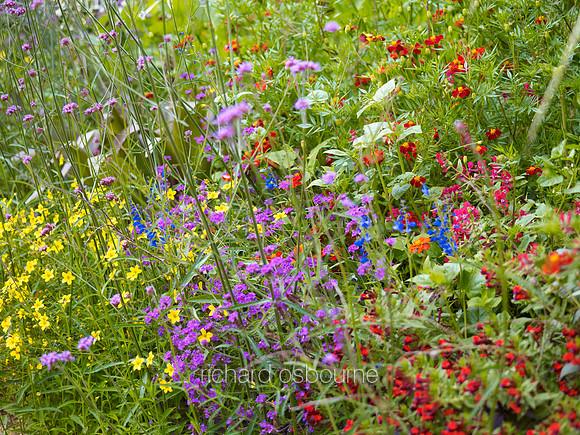 V6FL4  Summer Flowers