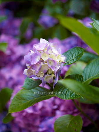 V6FL6  Hydrangea