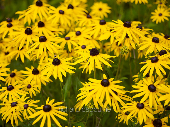 V6FL7  Rudbeckia