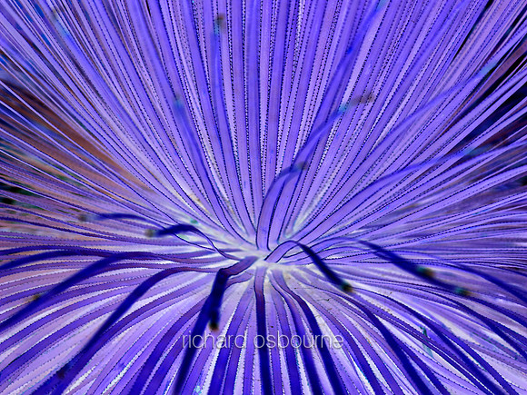 V6A4  Purple Cactus