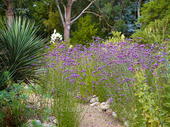 V6G8  East Ruston Old Vicarage Gardens, Norfolk, UK