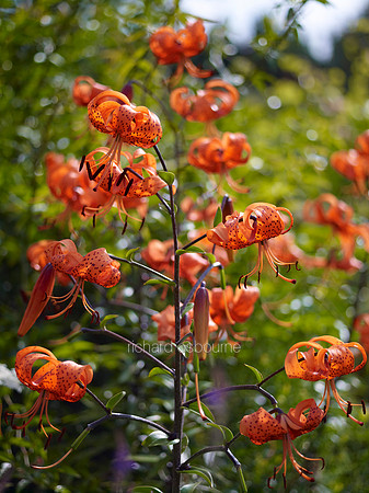 V6FL8  Michigan Lily  Lilium michiganese