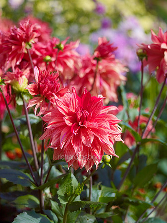 V6FL9  Dahlias