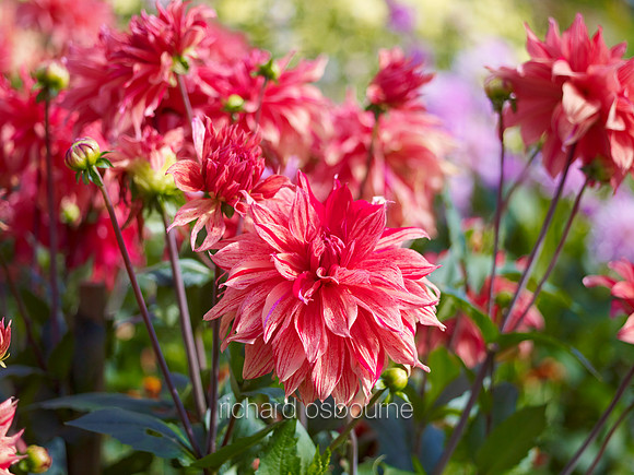 V6FL10  Dahlias