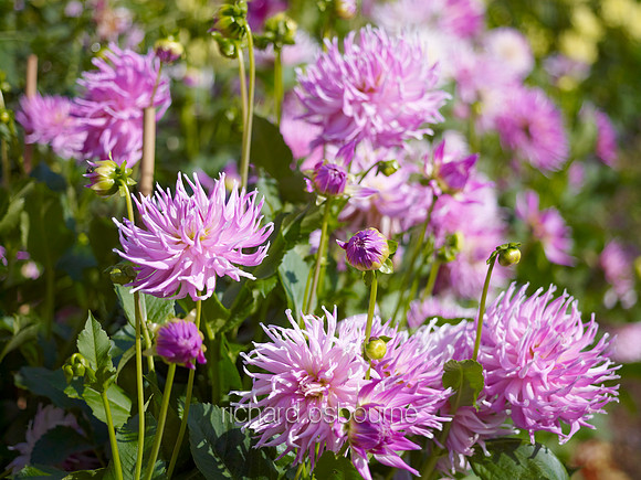 V6FL11  Dahlias