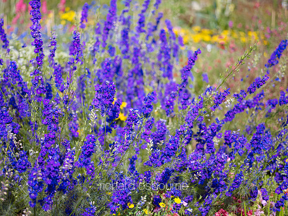 V6FL13  Delphiniums