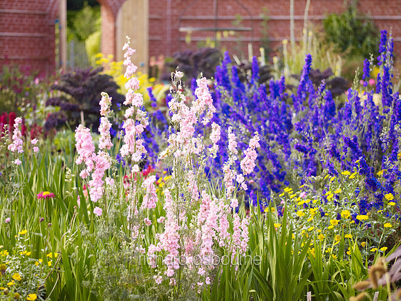 V6G10  East Ruston Old Vicarage Gardens, Norfolk, UK