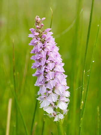 V6W3  Southern Marsh Orchid, Buxton Common, Norfolk, UK