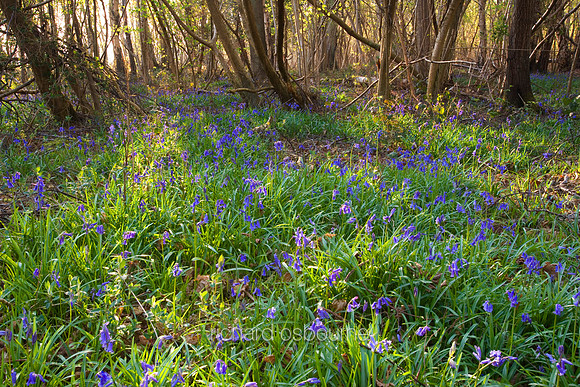 V2L11 Bluebells