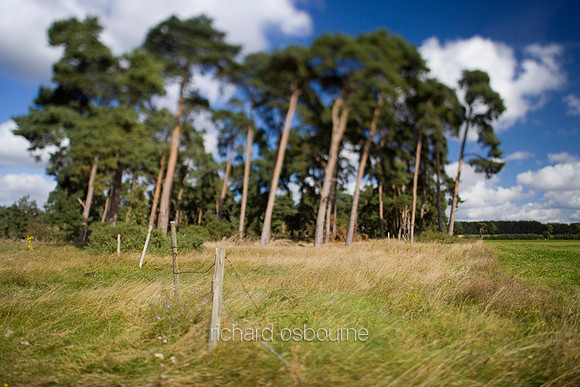 V2MT20 Scots Pines II