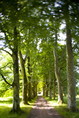 V2MT8 Beech Avenue I