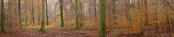 P3F51  Thetford Forest, Norfolk, UK