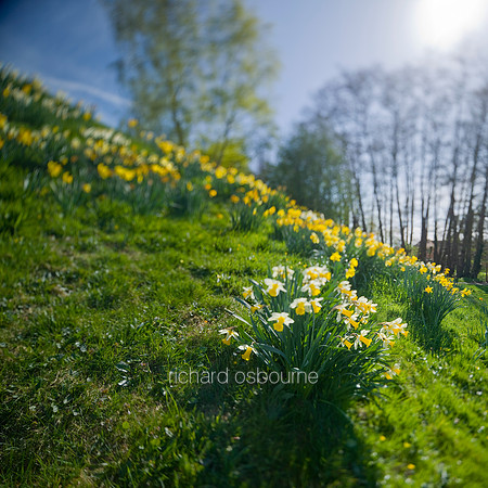 V5N12  Daffodils, Shotesham Church, Norfolk, UK