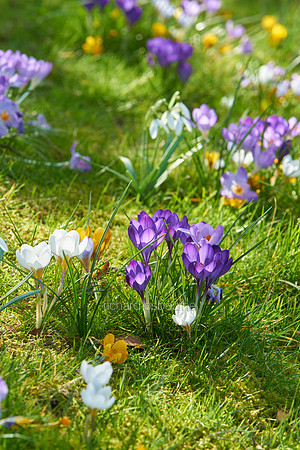 V9FL2  Crocuses