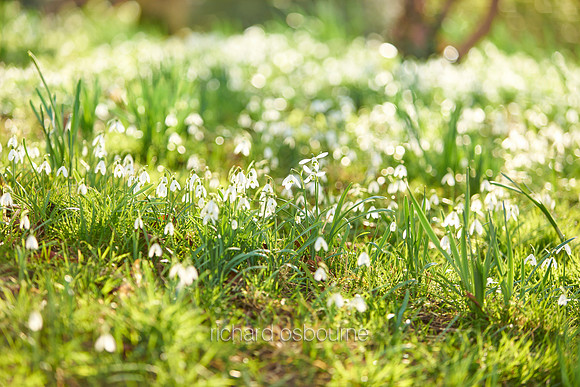 V9W1  Snowdrops