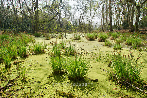 Spring, NWT Thompson Common, Norfolk, UK