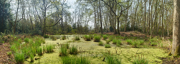 Spring, NWT Thompson Common, Norfolk, UK
