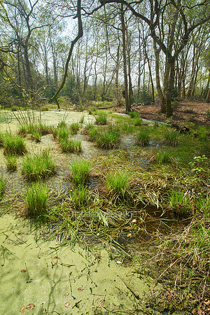 Spring, NWT Thompson Common, Norfolk, UK
